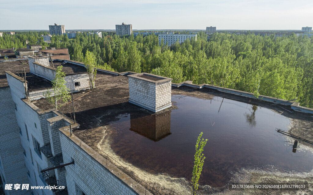 废弃屋顶上的自然景观