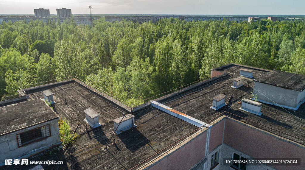 屋顶视角下的葱郁树林