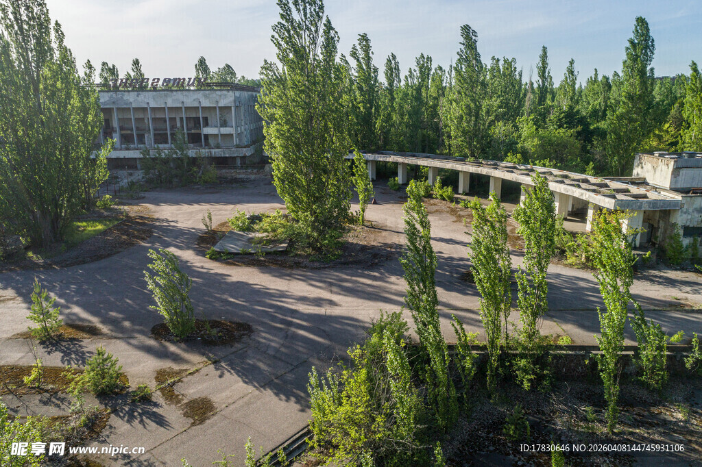 废弃场地中的葱郁树木