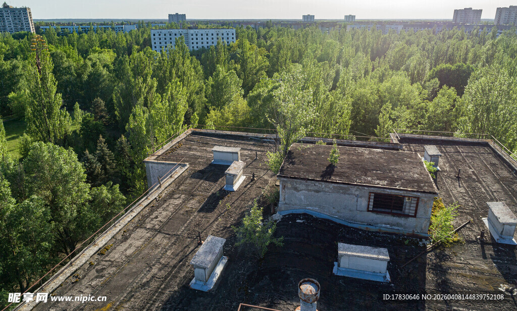 废弃屋顶上的绿植景观