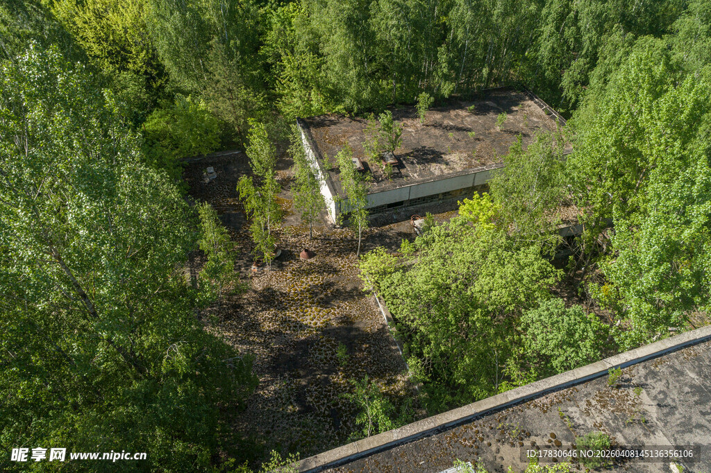 俯瞰林间空地与树木