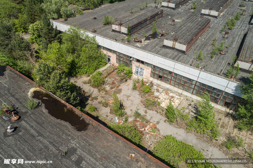 废弃工厂屋顶的绿植景象