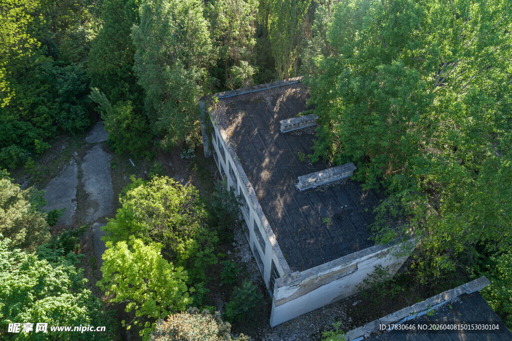 废弃建筑隐于繁茂绿植中