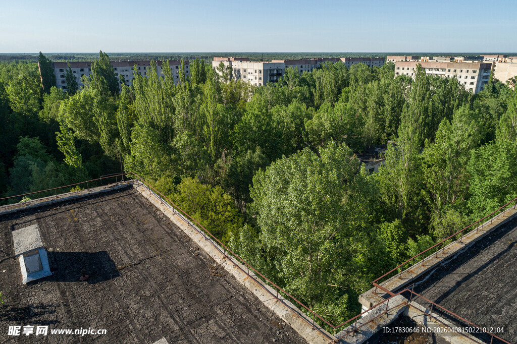 屋顶视角下的绿树与建筑