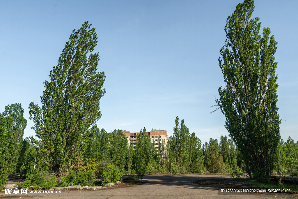 林荫道路旁的挺拔绿树