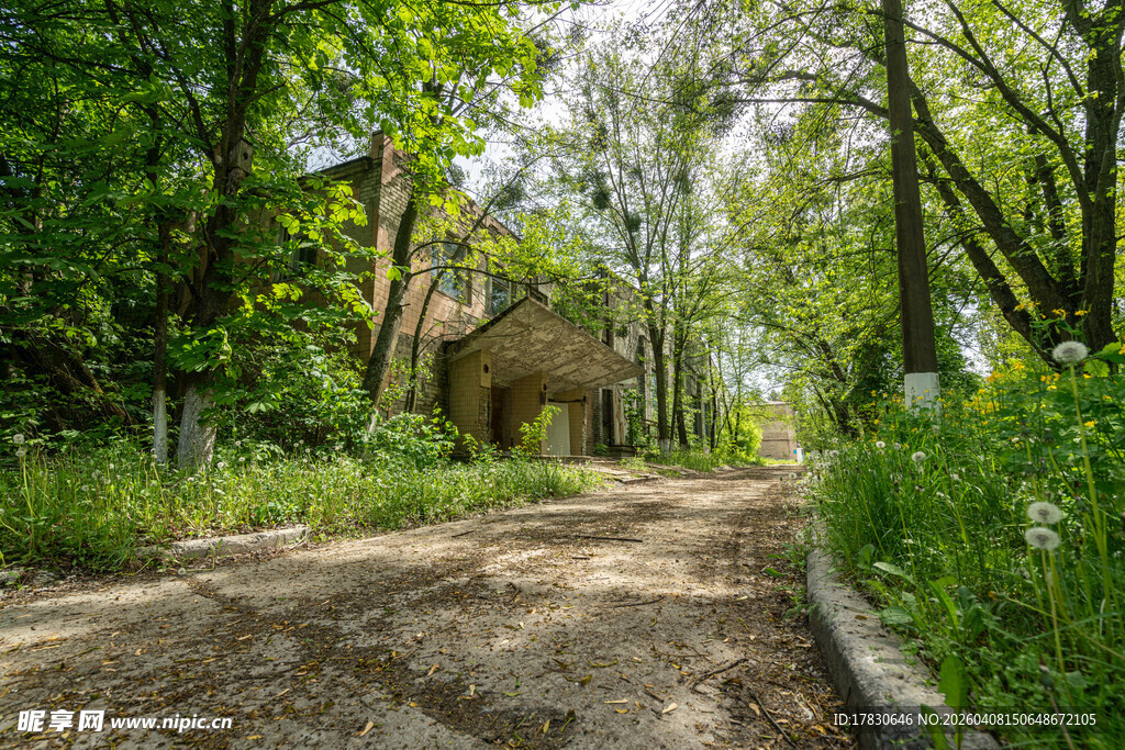 林间小径阳光洒落绿意