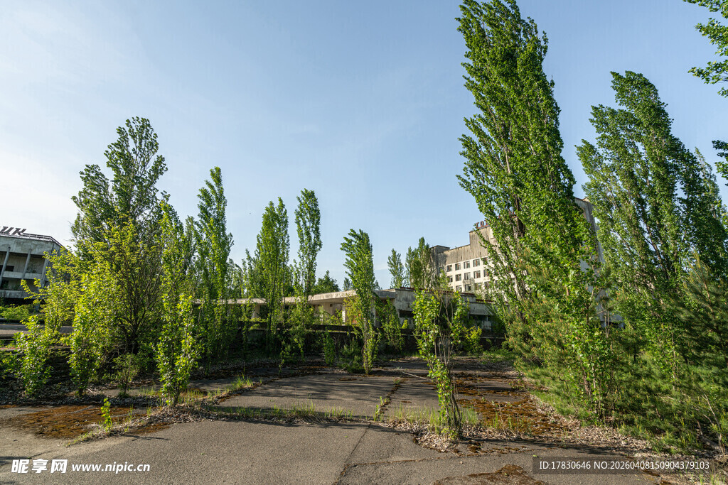 道路旁挺拔的绿树景观