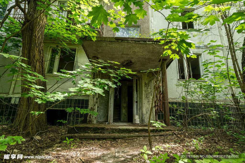 荒废老宅隐于葱郁树林间