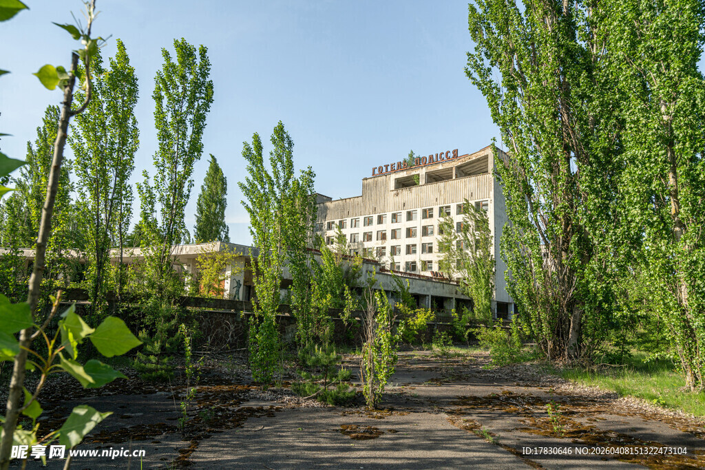 荒废庭院中的高大树木