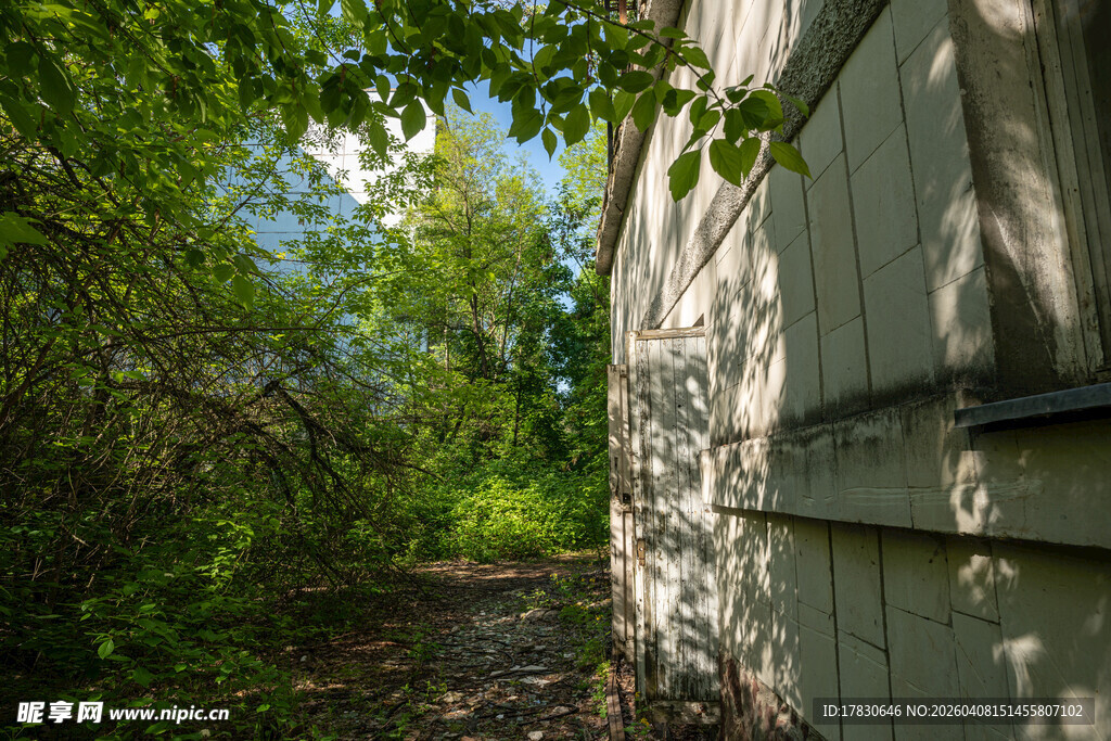 林间小屋旁的葱郁景致