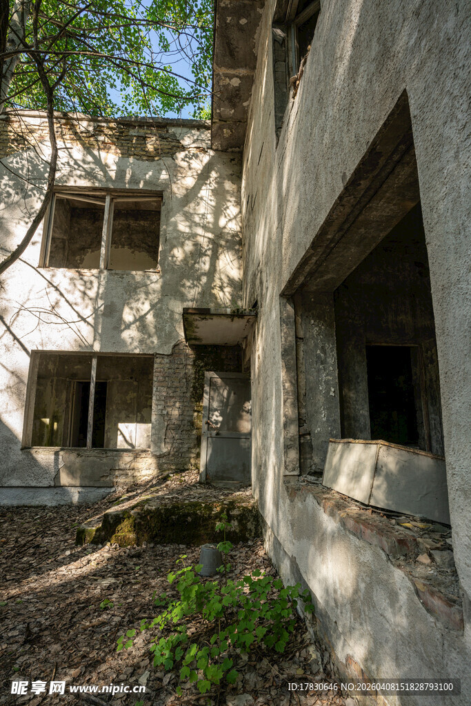 废弃建筑中的自然生机
