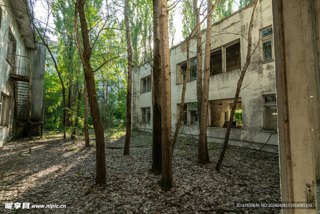 废弃建筑旁的树林景观