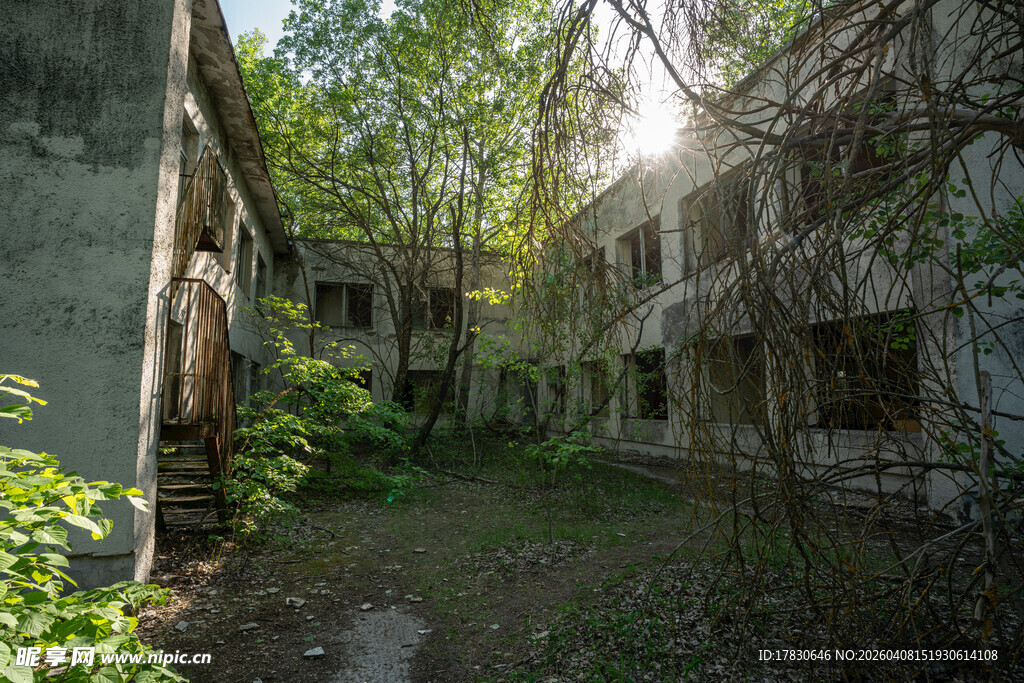 废弃建筑中的自然生机