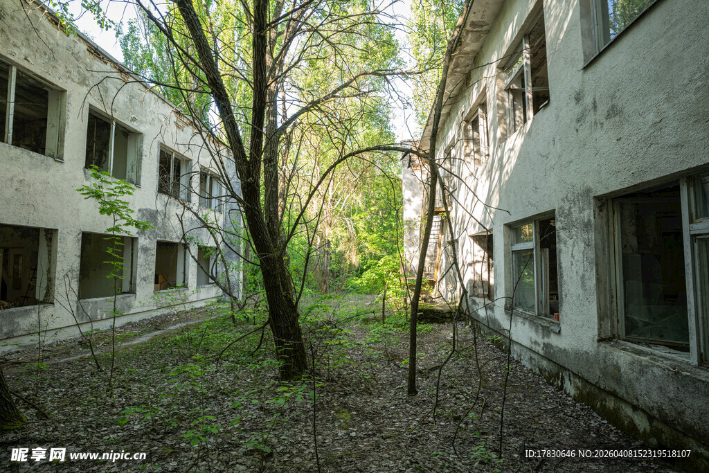 废弃楼间的孤树