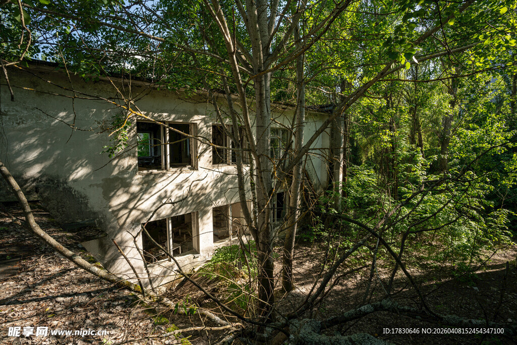 废弃房屋隐于繁茂树林中