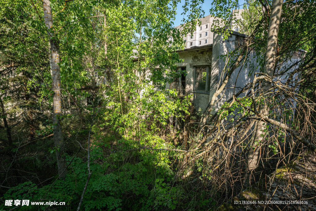 林间小屋隐于繁茂绿植中