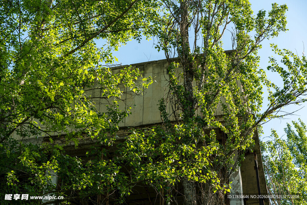 绿叶掩映下的老旧建筑