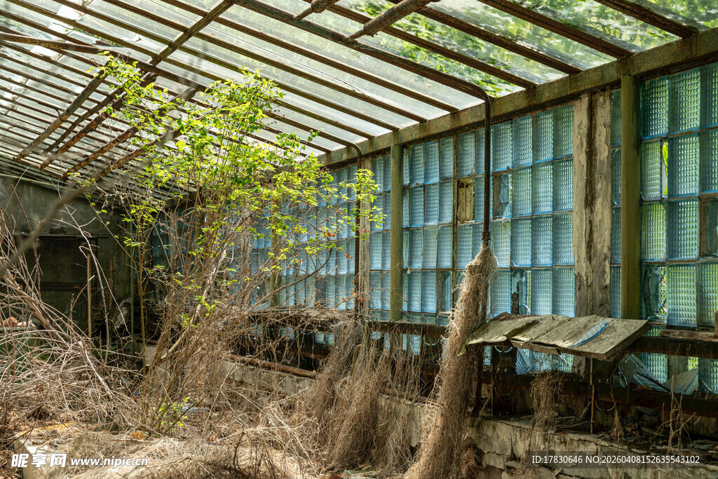 废弃温室中的自然景象