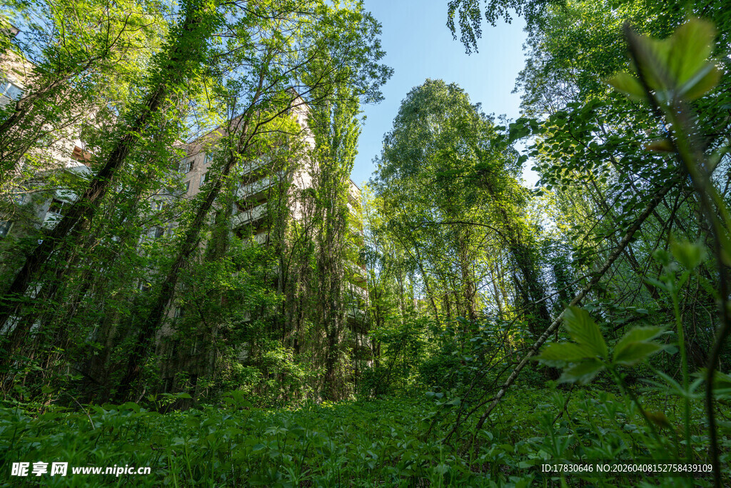 茂密森林绿意盎然景象