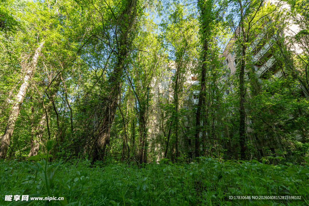茂密森林绿意盎然的景象