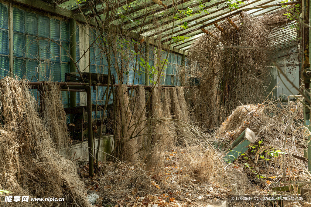 废弃温室中的杂乱景象