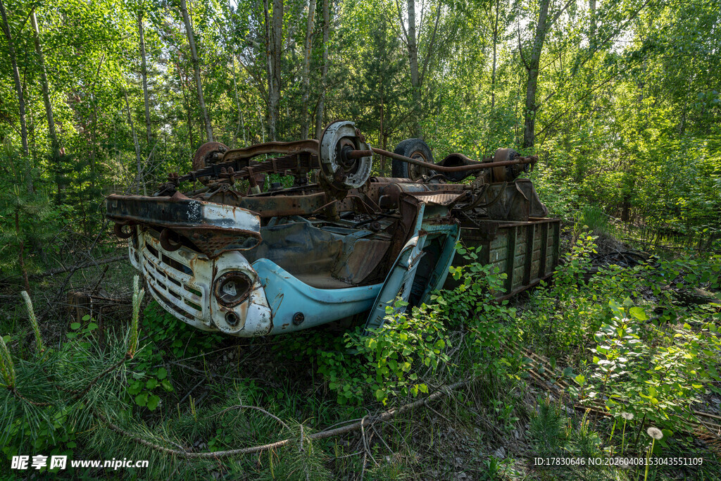 废弃汽车隐于繁茂树林中
