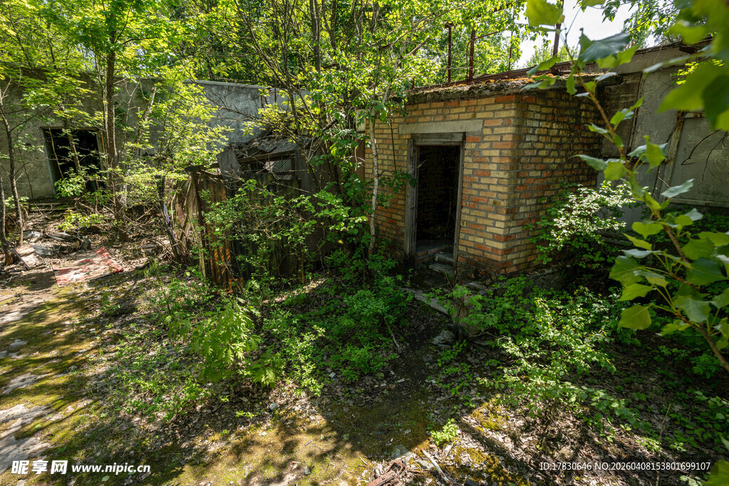荒废小屋隐于繁茂绿植间