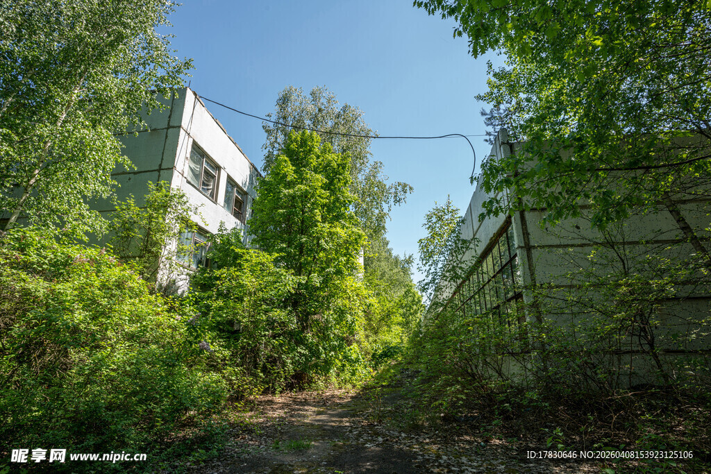 废弃广告牌隐于繁茂草木间