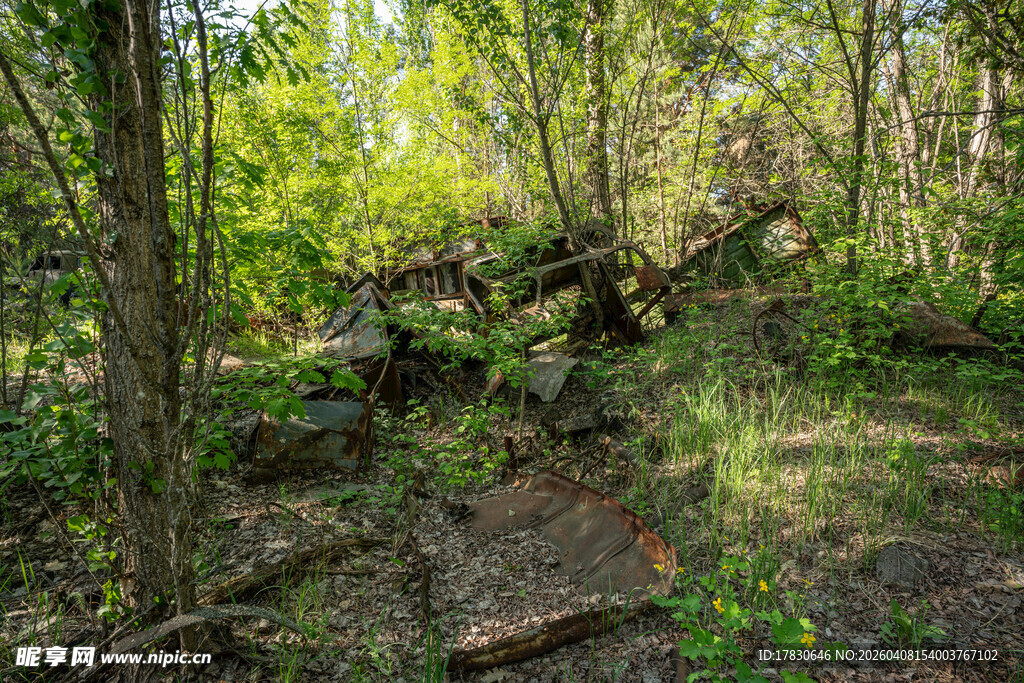 森林中的倒伏树木景象