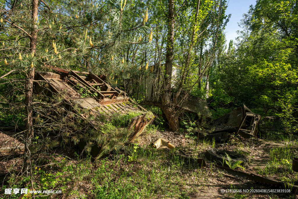 森林中倒下的树木场景