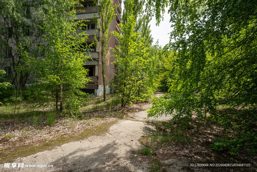 林间小径隐于葱郁绿意中