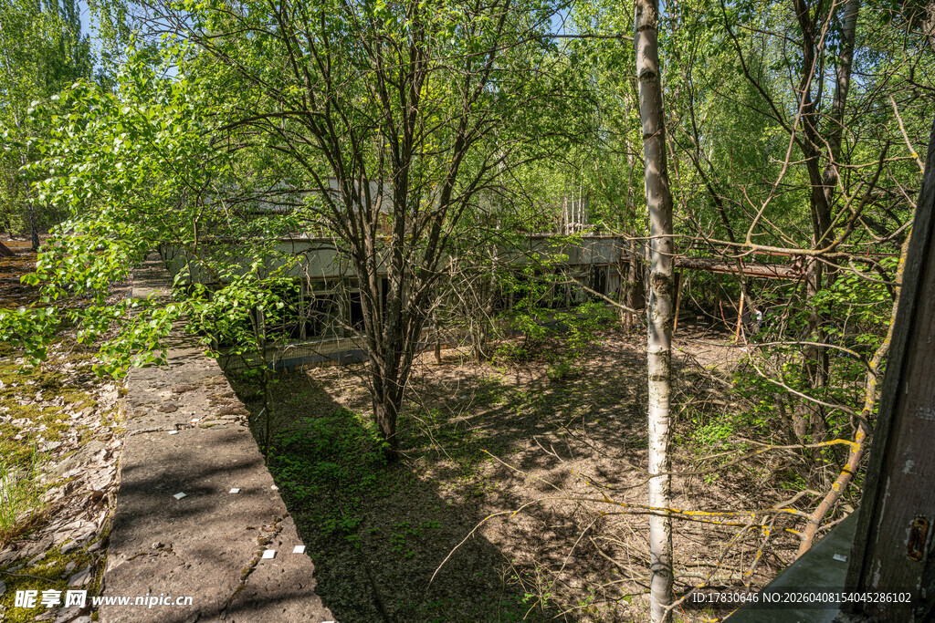 林间石径绿意盎然的景致