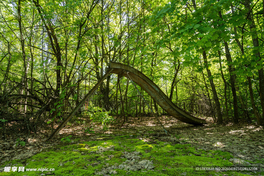 森林中弯曲倒下的树木