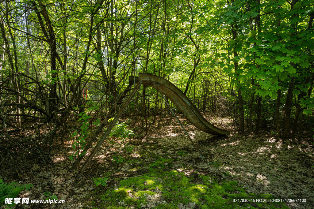 林间绿意盎然的自然景象