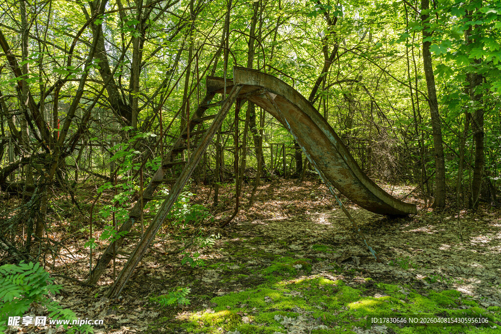 森林中弯曲倒下的树木