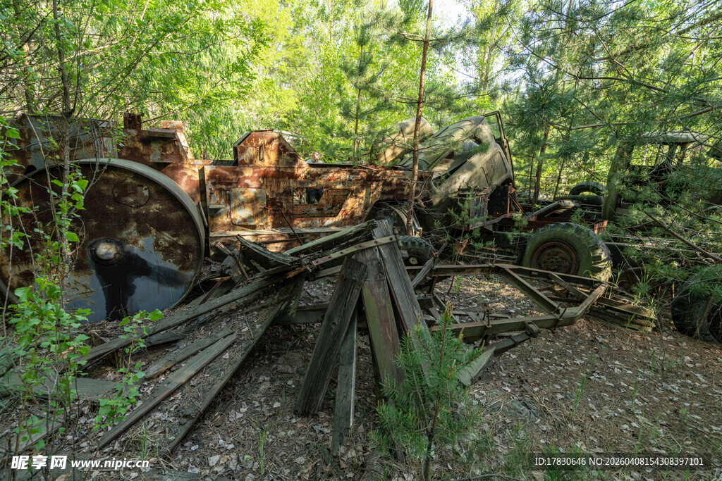 森林中倒下的枯木与植被