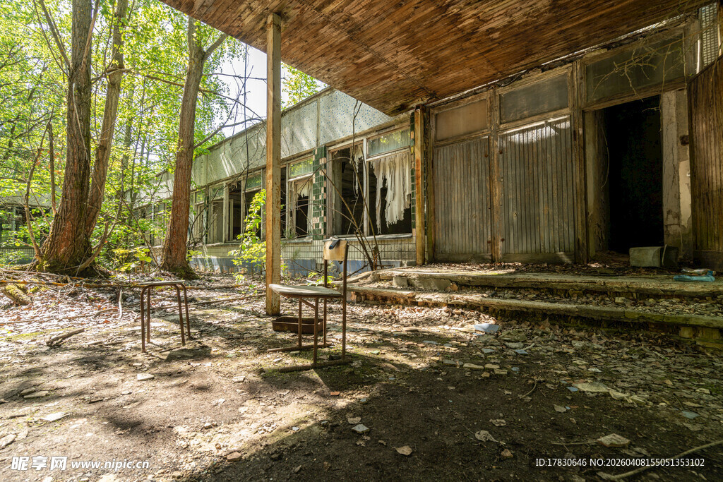 废弃木屋的林间荒芜景象