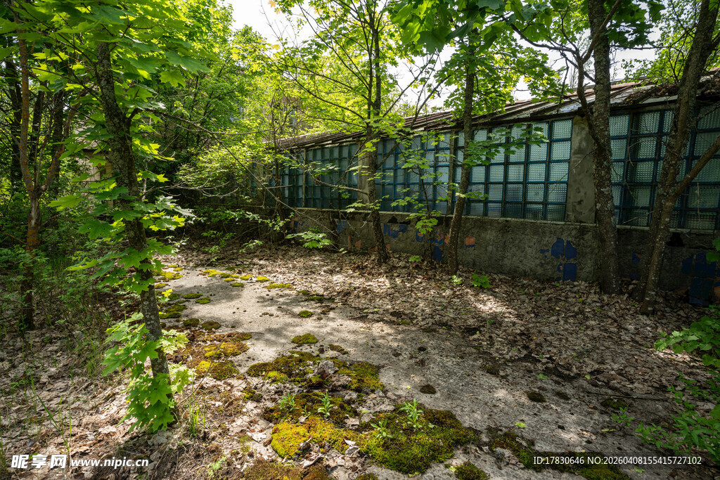 废弃林间小屋的静谧景象