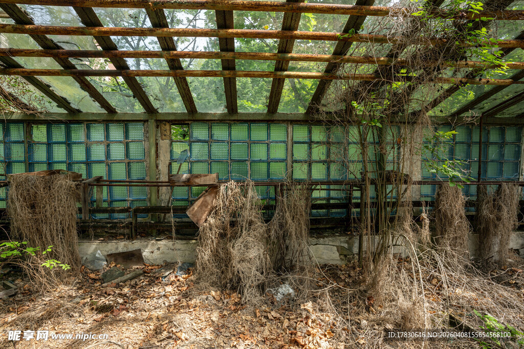 林间废弃木架绿植环绕