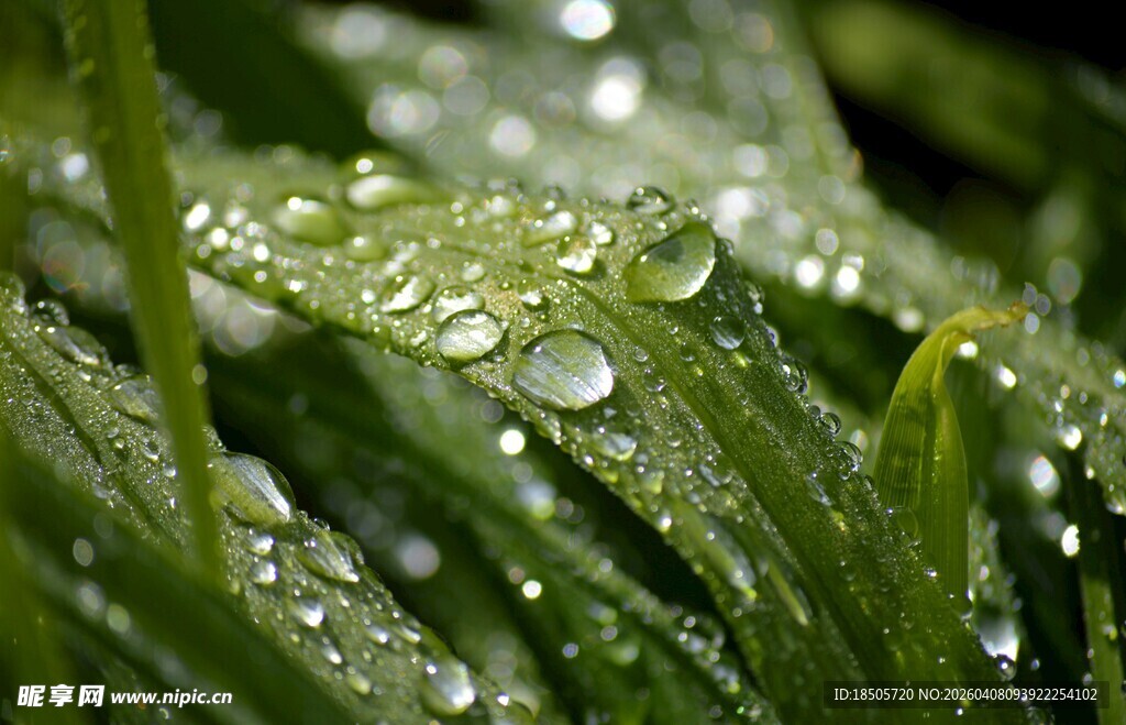 草叶上晶莹的露珠