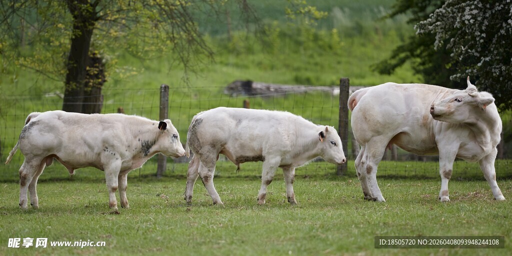 草地上的几只白色绵羊
