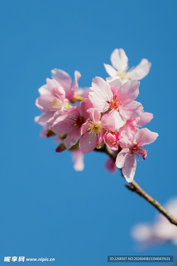 蓝天映衬下的娇艳粉花