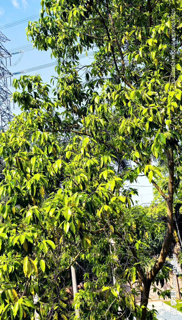 荔枝树