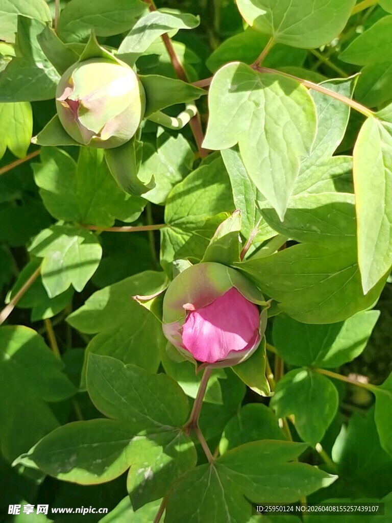 绿叶间绽放的美丽牡丹