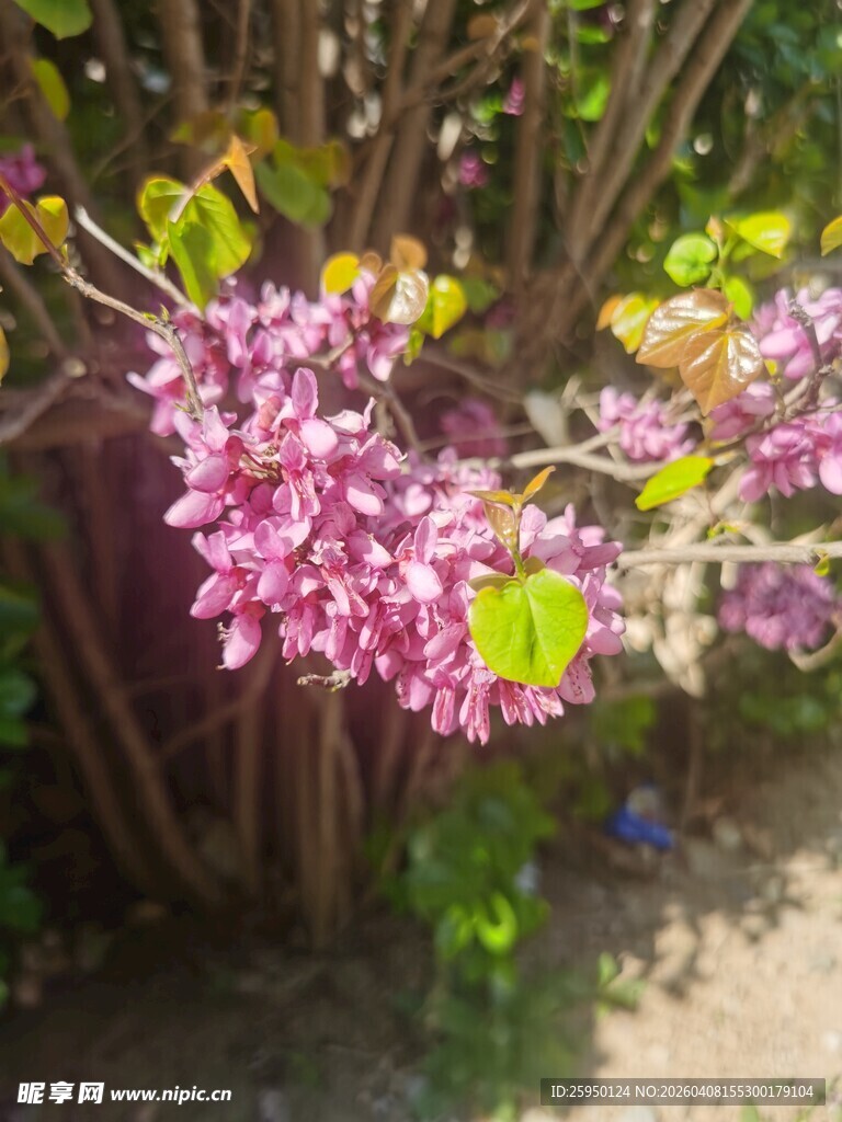 绽放的粉紫色花卉美景