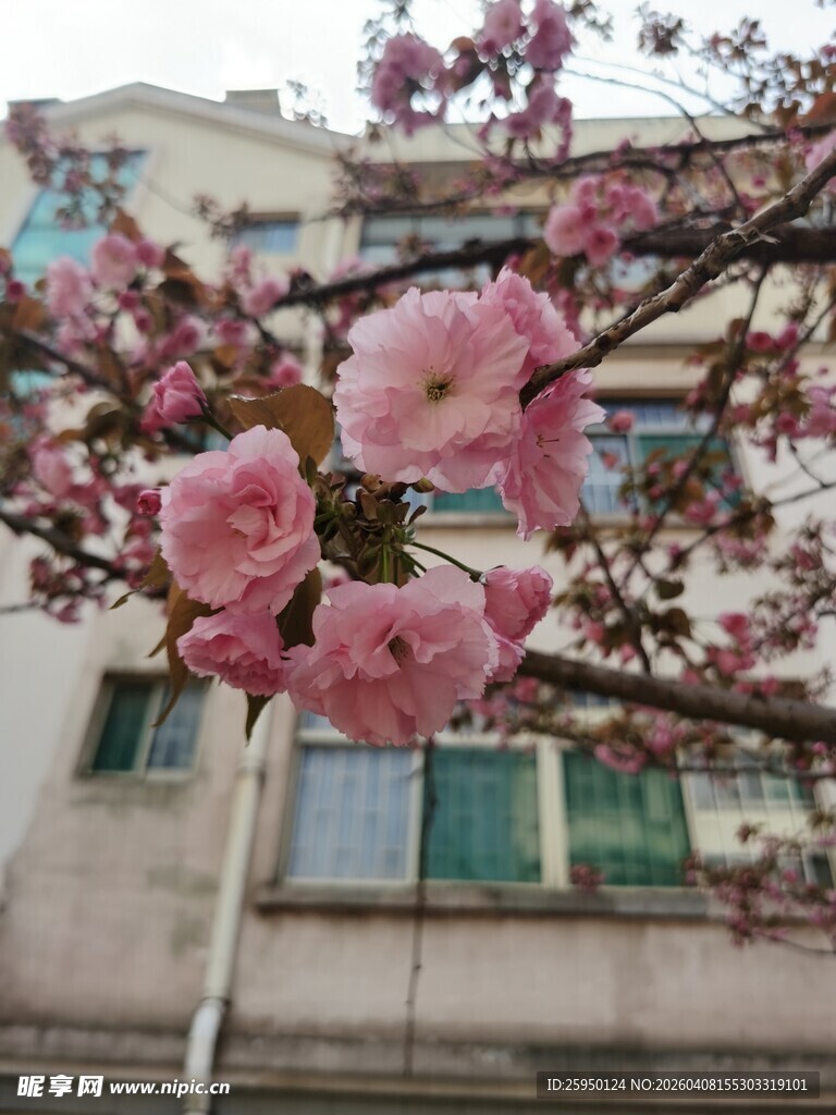 窗前绽放的粉嫩樱花