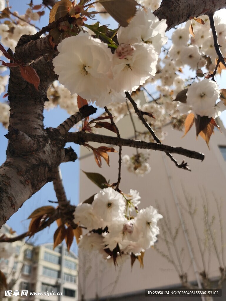 枝头绽放的美丽白色花朵