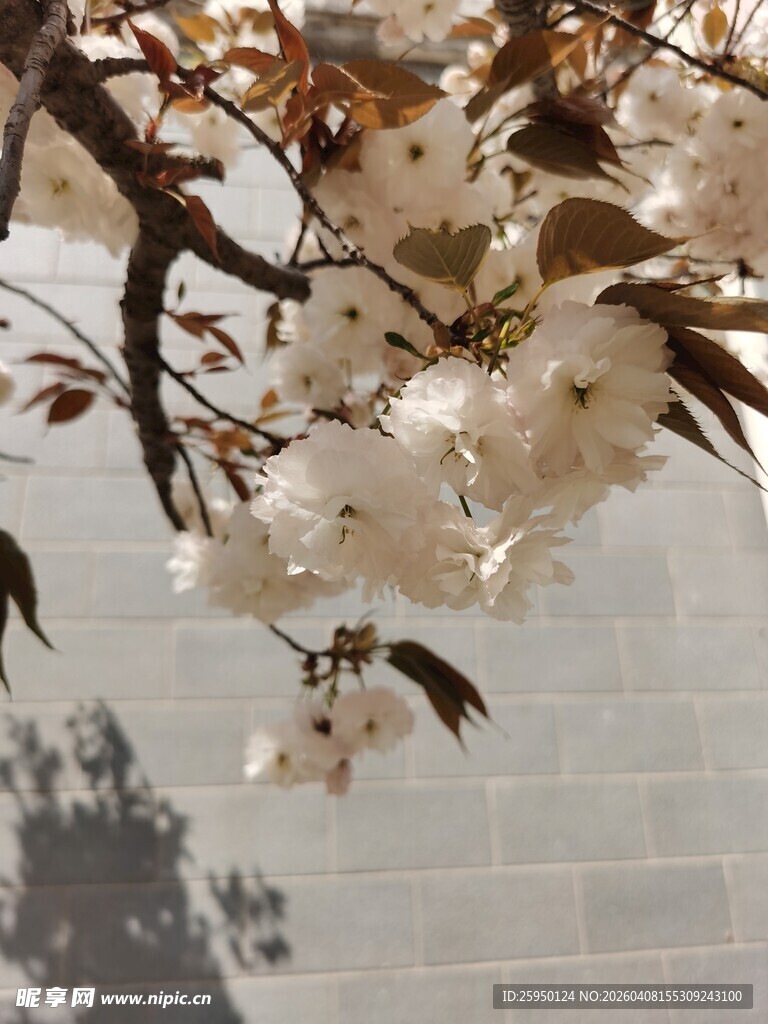 枝头绽放的粉嫩樱花