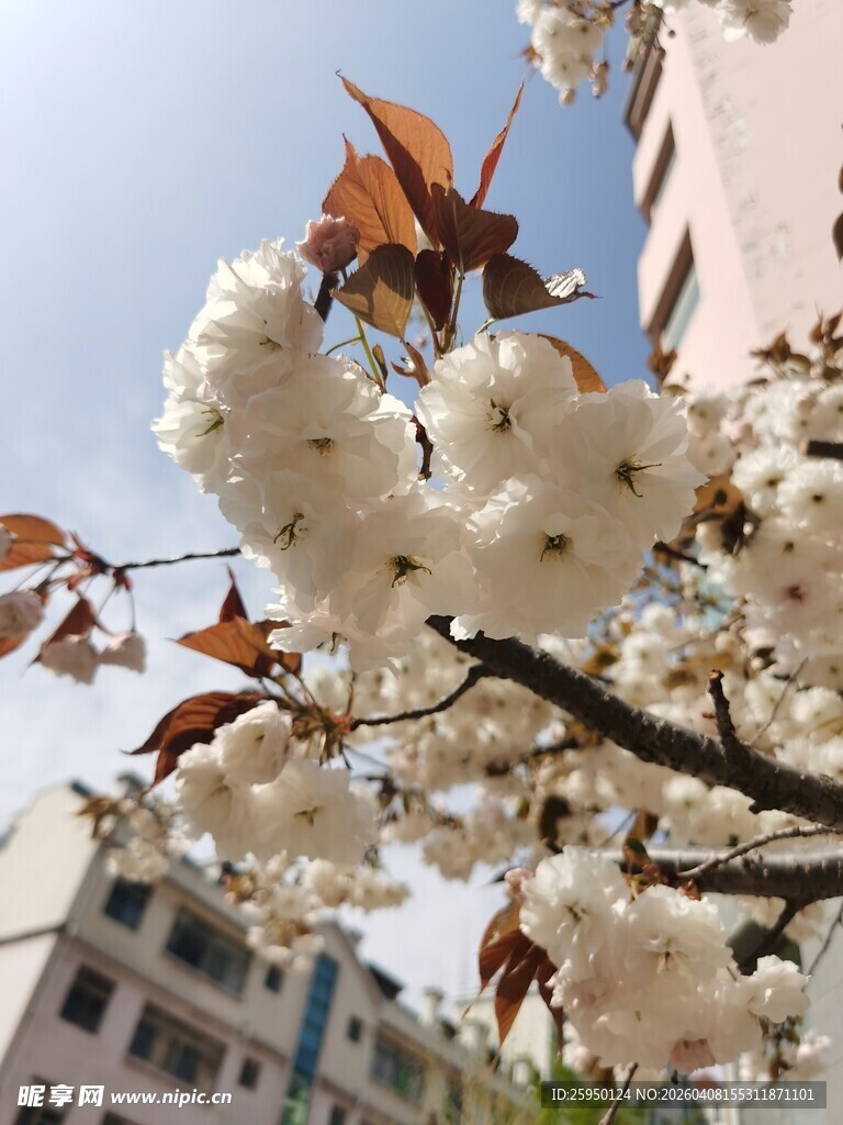 枝头绽放的美丽白色花朵