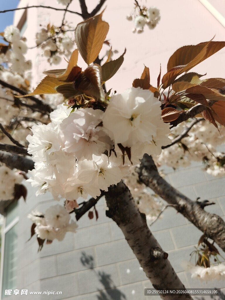 枝头绽放的美丽白樱花